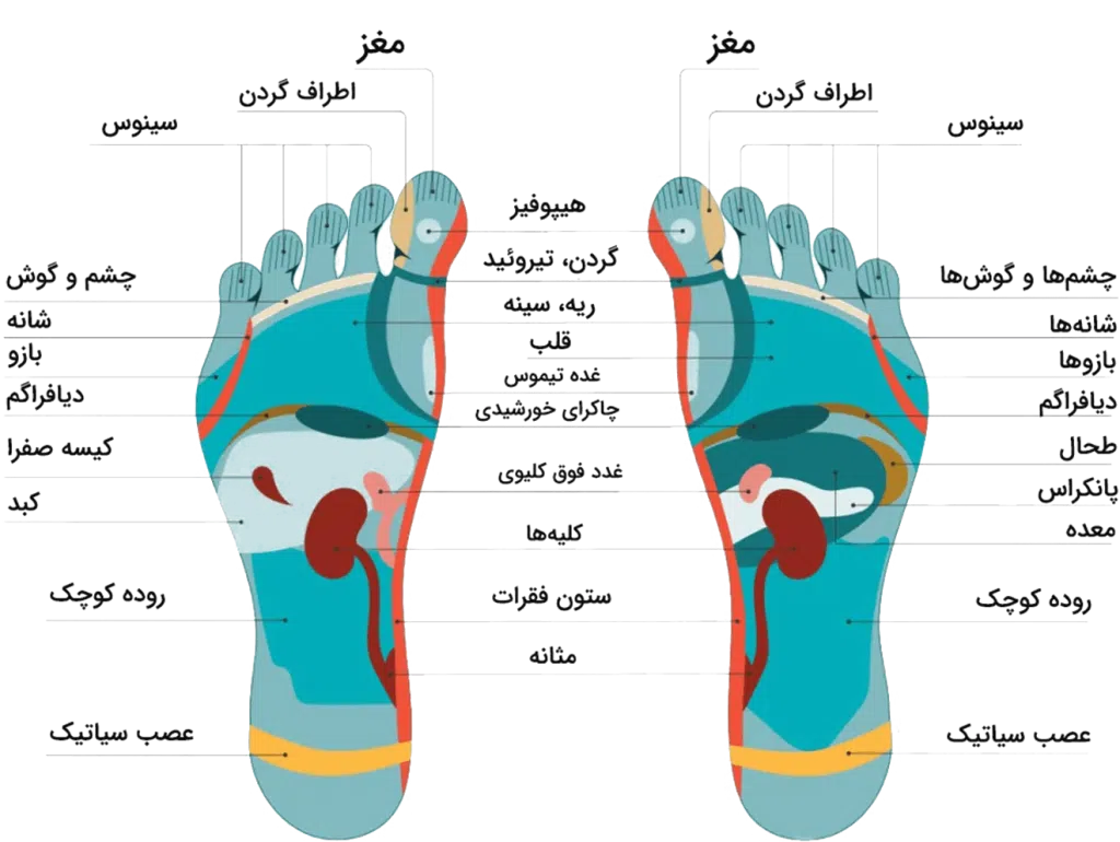 رفلکسولوژی پا، نقاط مختلف کف پا