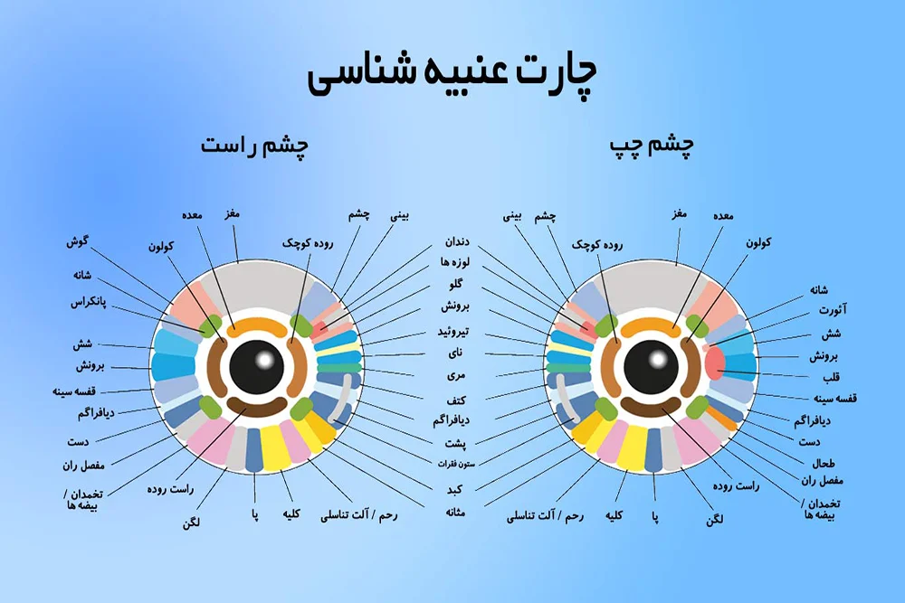 چارت عنبیه شناسی