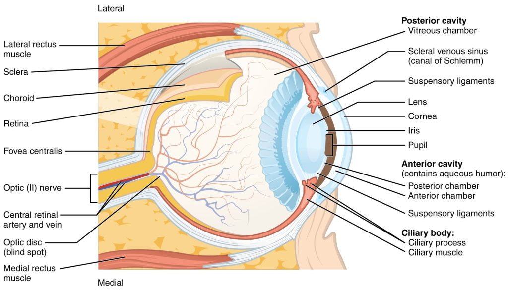 ایریدولوژی، آناتومی چشم