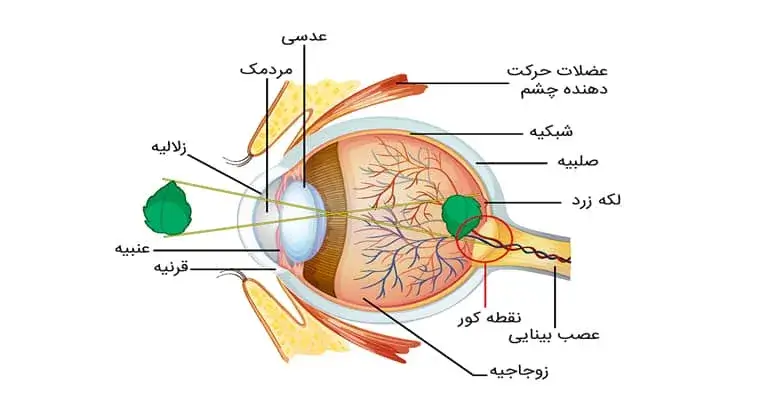 • فروشگاه رامین پور